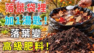 Just Add 1 Tablespoon of "This" to Your Leaf Bag! Turn Trash Into Liquid Gold for Your Garden!