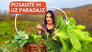 11 Plants You Can Plant With Tomatoes