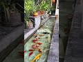 Luxury Indoor Fish Pond Walkway 🐟💧 | Modern Backyard Water Feature