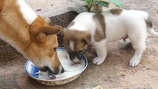 Puppy Like To Drink Milk With The Bigger Dog But Doesn't Like To Drink Milk Alone by Animals007 190 views 9 hours ago 3 minutes, 24 seconds