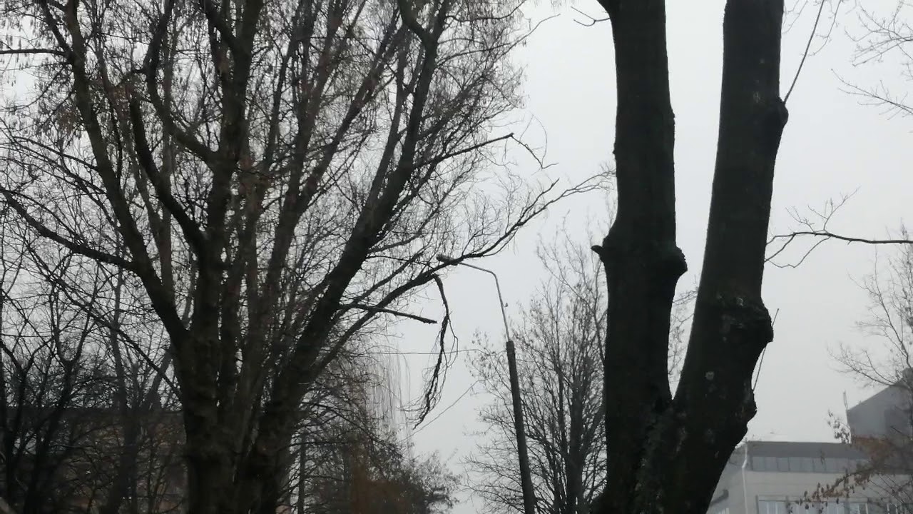 Беременная такса охотится на белок - YouTube