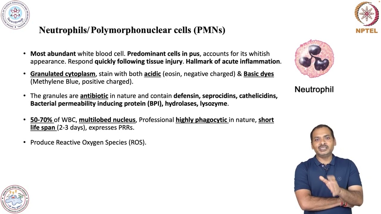 Cells of Immune System & and its role in Host Defense-Neutrophils 