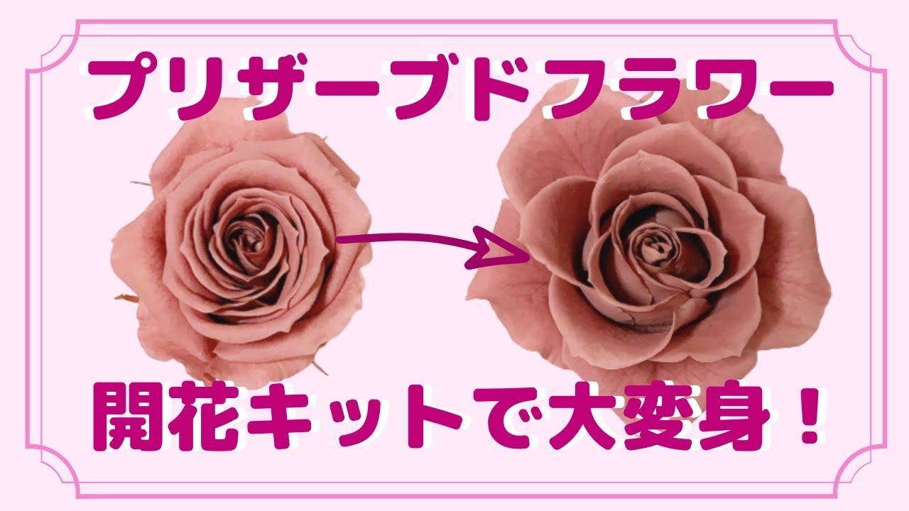 開花キットでプリザーブドフラワーのバラを美しく開花♡ - YouTube