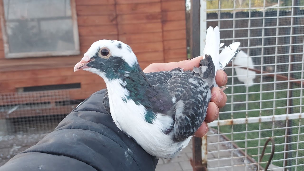 ASA ZŁAPAŁEM ZA OSTRĄ KASE 😱ZGINĄŁ LOT GOŁĘBI 🙉😱🙉ZAPRASZAM NA FILM 💪💪💪