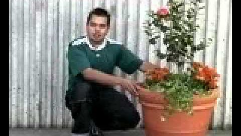 Container Irrigation Instructional Video - Part 5 - Frequently Asked Questions