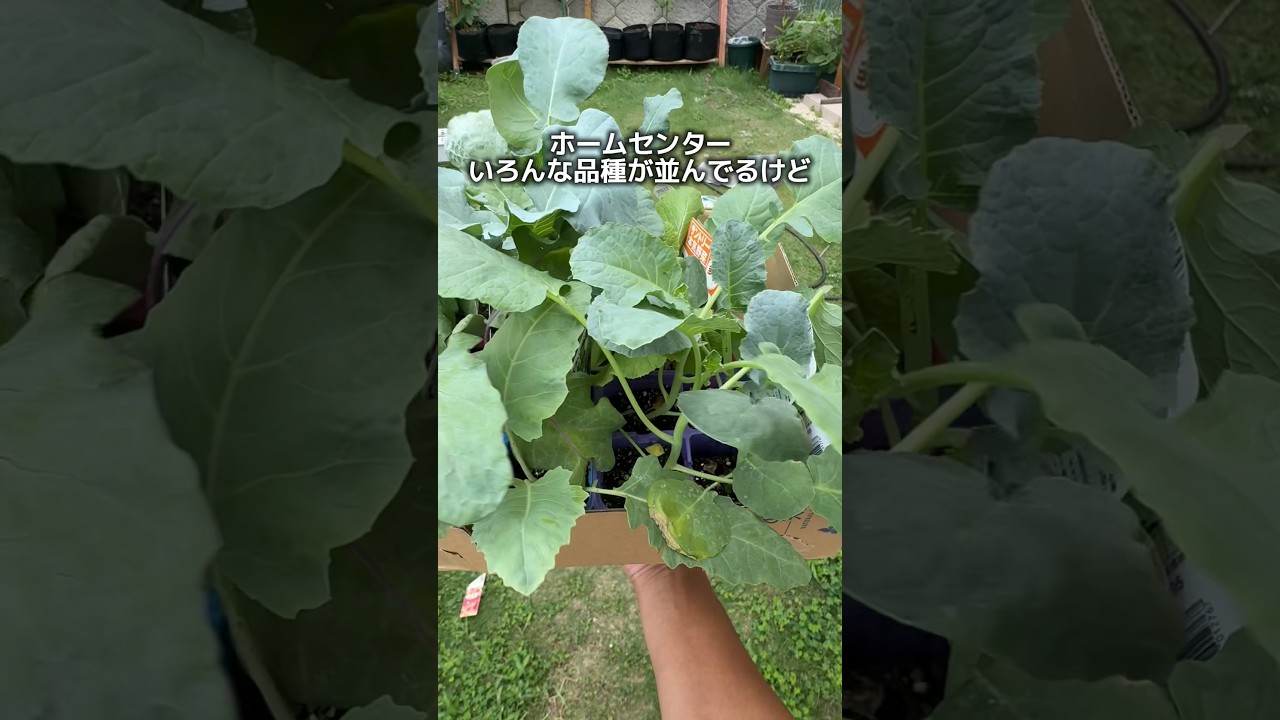 Why I Chose These 11 Fall/Winter Vegetable Varieties