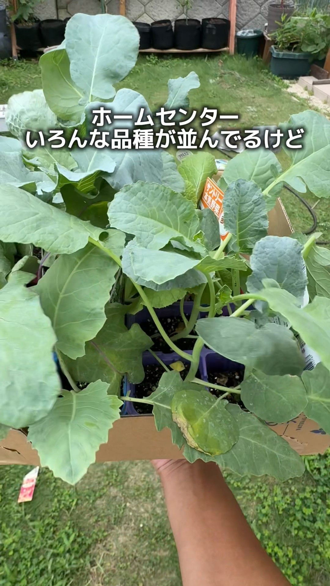 Why I Chose These 11 Fall/Winter Vegetable Varieties