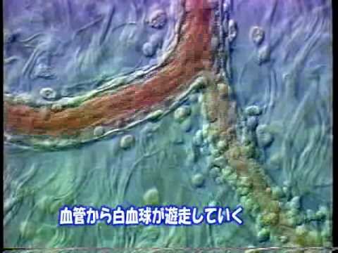 遊走