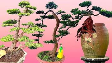 Bán Cây Kiểng 3/11 Tùng Đài Loan, Tùng La Hán, Tùng Kim Cương - Huỳnh Xuyên