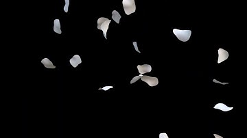White petals falling black screen Free download rose overlay