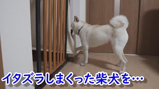 興奮してイタズラしまっくた柴犬を放置してたら甘えてきた！