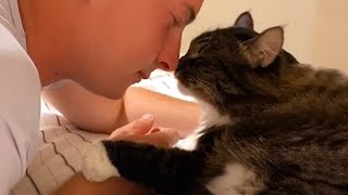 Cute CATS Show Gestures of Love Will Make You Literally Melt  Cat Shows Love To Owner