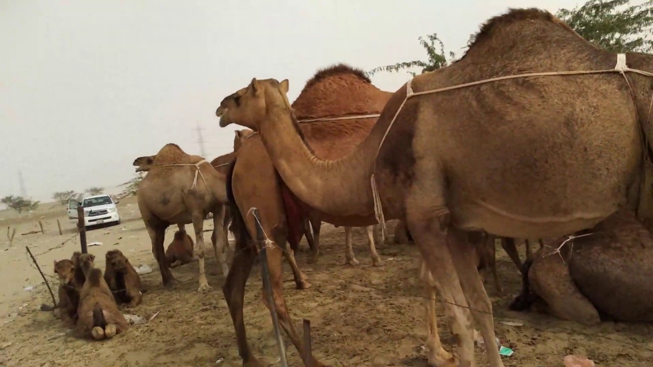 Berapa Harga Seekor Unta Di Kota Makkah YouTube berapa-harga-seekor-unta-di-kota-makkah-youtube