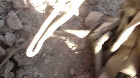 make sure the ammo is good