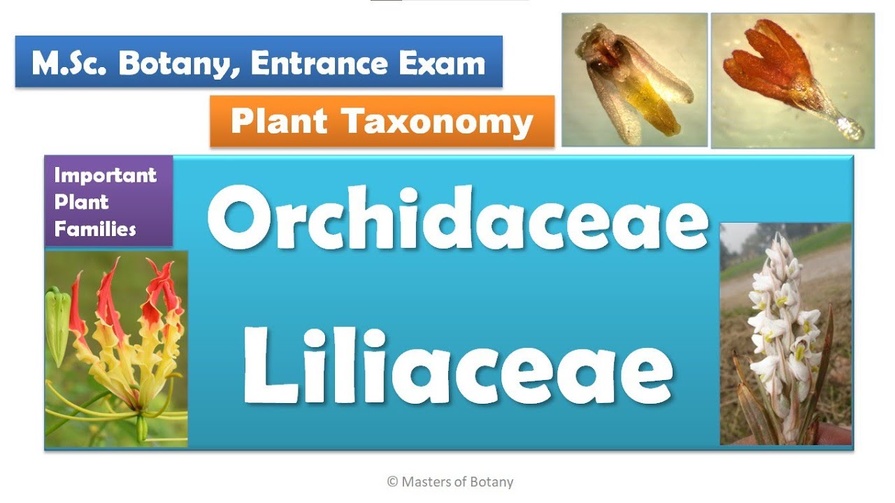 Orchidaceae and Liliaceae | M.Sc. Botany Entrance | Angiosperm Families | Important Notes