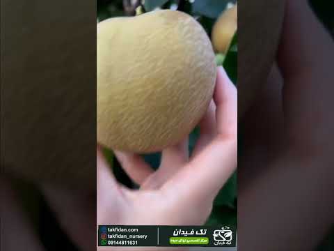 باردهی نهال سه ساله گلابی سیبی در باغ مادری نهالستان تک فیدان