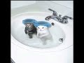 These cats are so cute #viral #shorts #trending