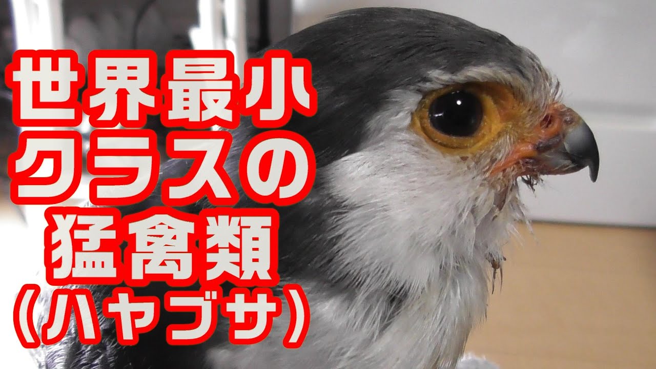 ピグミーファルコン】お迎え初日！ - YouTube