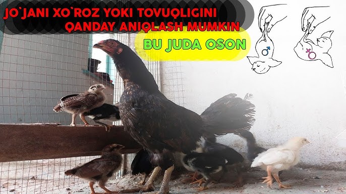 Busty slut Feniks Marie beradi minat va sikiklari bir yigit