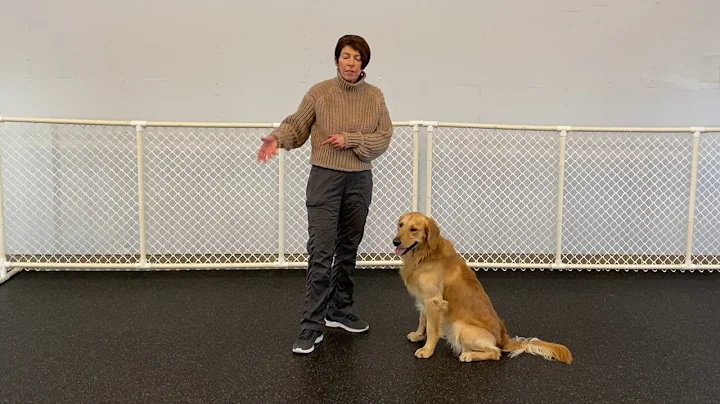 Correct way to use food in dog training