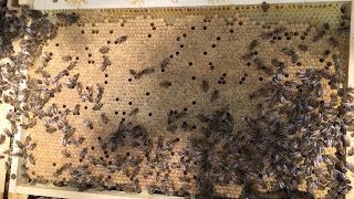 Inspection Dadant (Brother Adam hive)