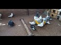 Thiate leveur des pigeons de race au sngal