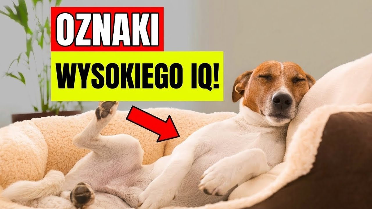 Czy Twój Pies Jest Geniuszem? Te 11 Oznak Mówi, Że Tak