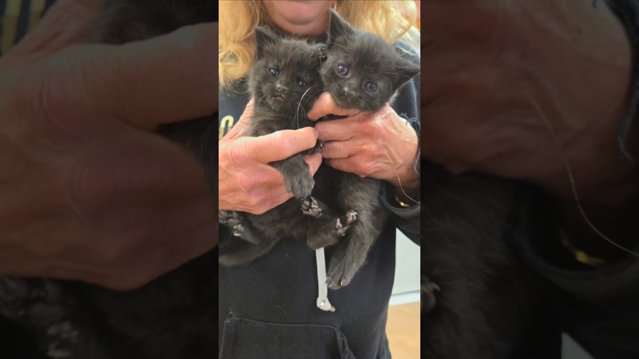 THESE KITTENS WILL BE ADOPTABLE NEXT MONTH| #kittens #sanctuary #rescue #adoptable