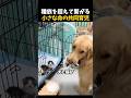 犬と猫が同時に出産した結果