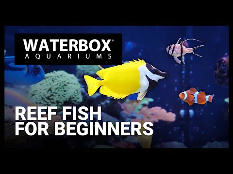 Best Beginner Fish