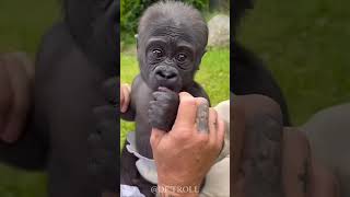 Animals Transformation. Before And After