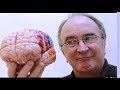 Nuestro cerebro: conocer al desconocido