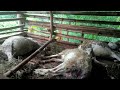 Heboh! Puluhan Kambing Mati Secara Misterius di Desa Cipondok dan Ciangir