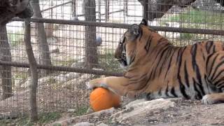 Tiger Enrichment (Noel with his Pumpkin)