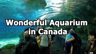 Toronto's Amazing Aquarium | 4k