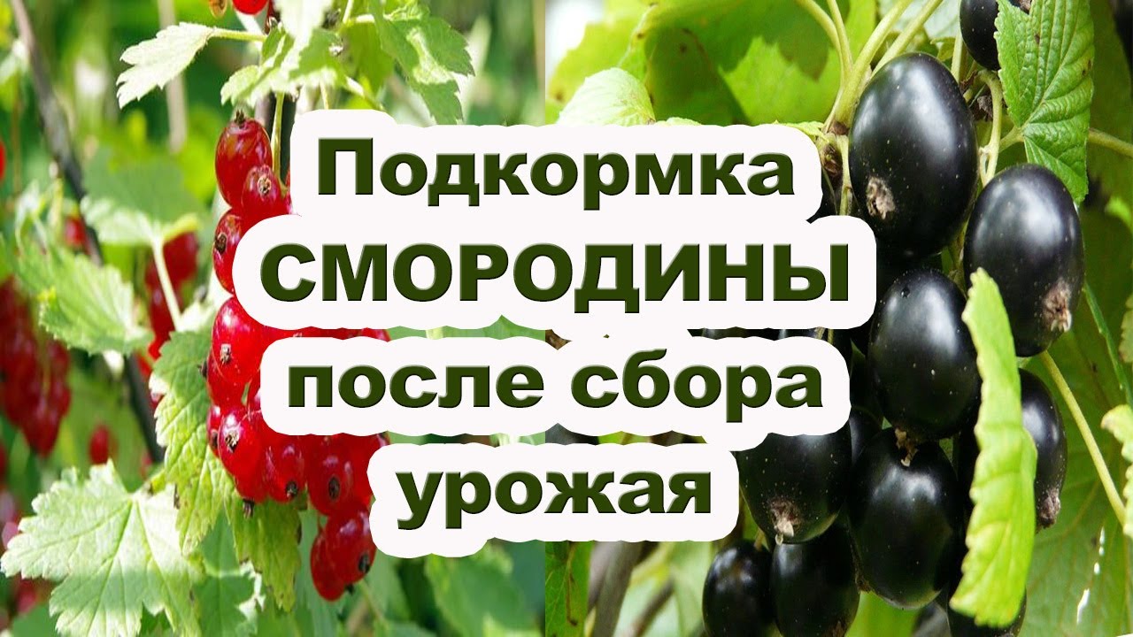 кусты смородины в саду. смородина куст. смородина уход после. красная смородина урожай. полив смородины после сбора урожая.