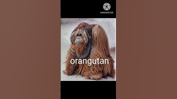 animals and their extinct version #extinctanimal @Nocontext554#gigantopithecus