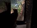 #funny #cat #youtubeshorts #ytshorts #pets #comedy #tranding#trandingshorts #trending#cute#funnycats
