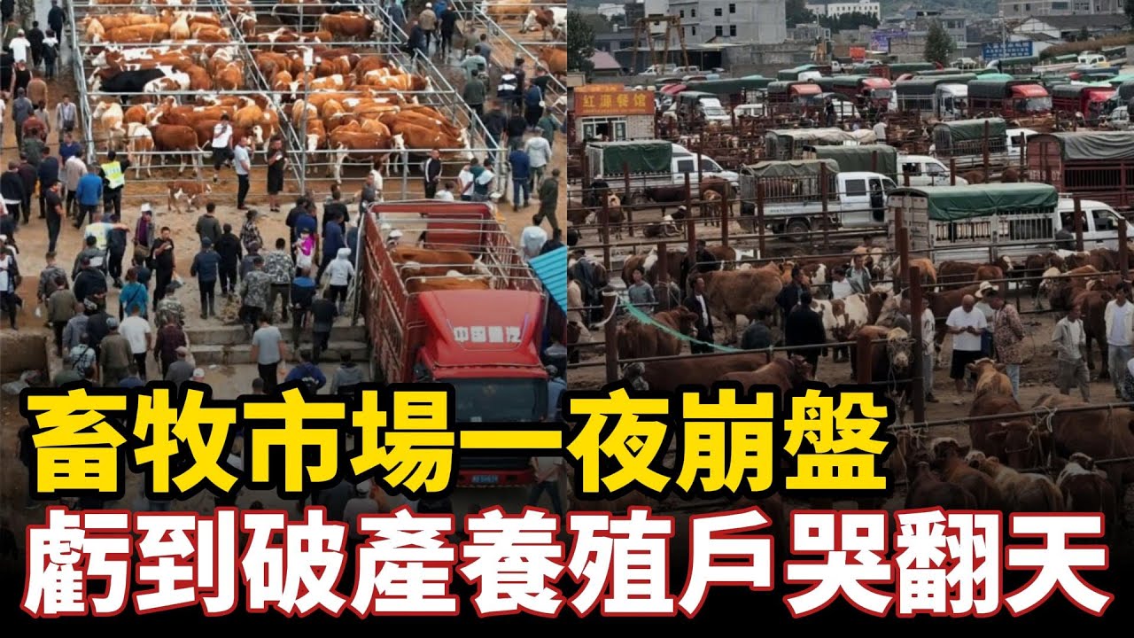 虧到破產養殖戶哭翻天！畜牧市場一夜崩盤，大量進口廉價豬牛羊肉壓垮農戶，2塊的豬肉1塊的香蕉5毛一斤的大米，物價暴跌開啟全面通縮時代！#中国社会
