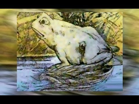 Frosch Pferd Bild