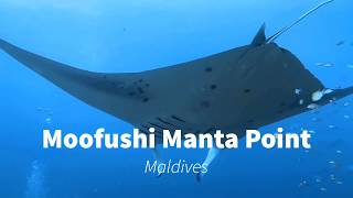 Manta Ray in Moofushi Maldives