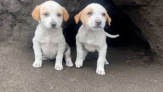 The puppies in the cave came out to filll their bellies. by Sevpati 80,992 views 4 weeks ago 28 minutes