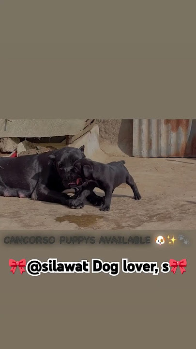 CANCORSO FEMALE PUPPY AVAILABL call me 9691117736