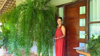 UMA SAMAMBAIA DIGNA DE FILME 💚QUAL O MEU SEGREDO PRA TANTA BELEZA?? DICAS INÉDITAS DE CULTIVO FÁCIL 