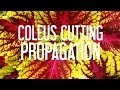 Propagation des coupes de coleus