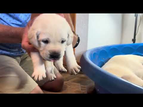 9 Adorable Lab Puppies Play & Weigh In on their 3 Week BIRTHDAY!