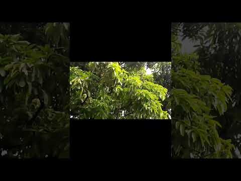 Mango Series Blossom To Fruit Season 2 2025 6 2 