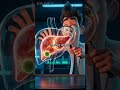How Your Liver Grows Back From A Chunk 🧬