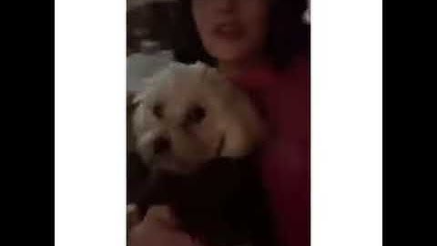 Lucy Hale with Elvis via instagram stories ”