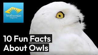 10 Fascinating Facts About Owls